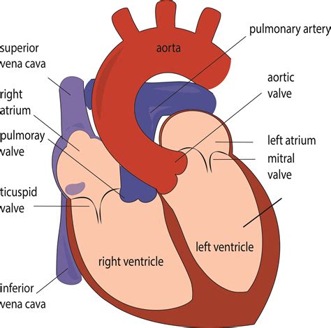 Labeled Heart