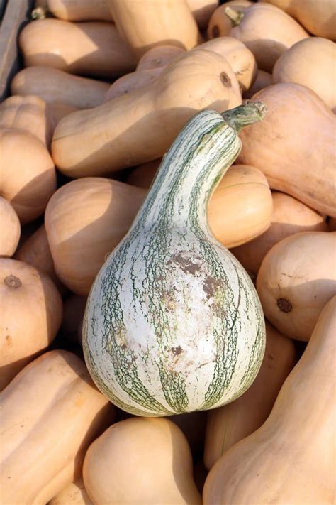 Delicata crook neck squash stock photo. Image of seasonal - 77670050