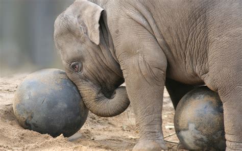 Elephant calf playing with a stone ball wallpaper - Animal wallpapers ...