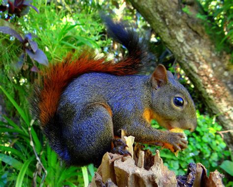 Ardita [Red-tailed Squirrel] (Sciurus granatensis griseoge… | Flickr