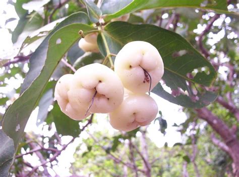 White fruit - Free Stock Photo by vasantha Kumar on Stockvault.net