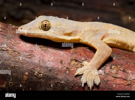 Flat-tailed House Gecko (Cosymbotus platyurus), portrait, Owen Stock Photo - Alamy