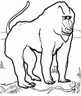 9 Sweet And Cute Baboon Coloring Pages For Children  sketch template
