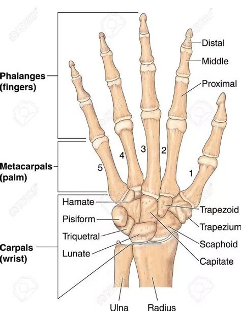 Bones Of the Hand Labeled Lovely Image Result for Carpals Metacarpals ...