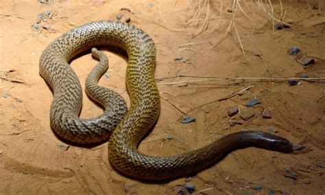 Inland Taipan Bite: Why it has Enough Venom to Kill 289 Humans & How to Treat It