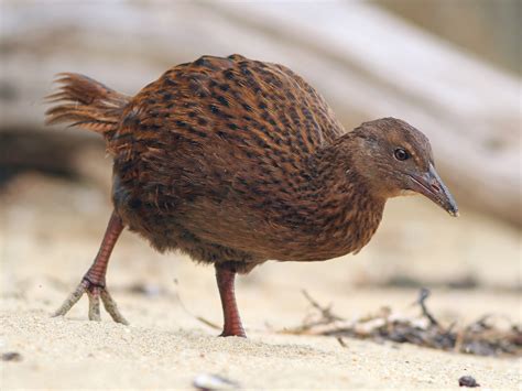 Top 10 Flightless Bird Species in The World - Nature Speakz