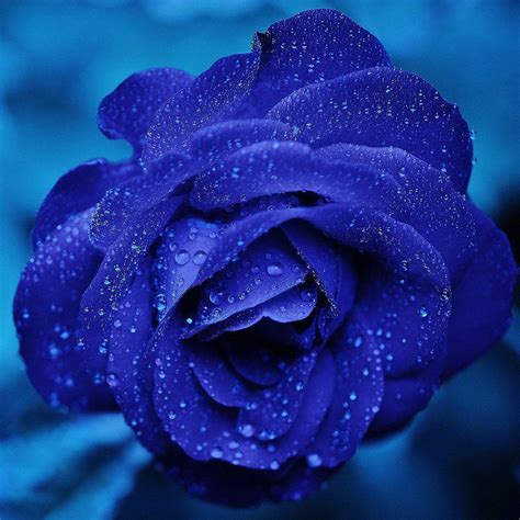 Rose Flower Blue Rain Bokeh Zoom iPad Wallpapers Free Download