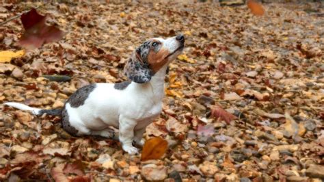 Quick Guide To The Main Piebald Dachshund Health Problems