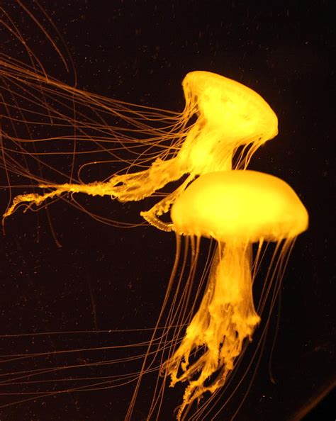 Golden Jellyfish Photograph by John G Schickler - Fine Art America