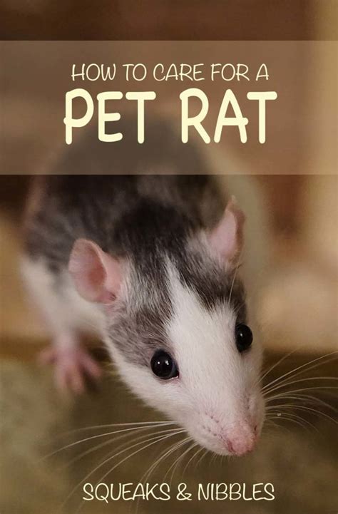 Pet Rat Care - Discover How To Care For A Pet Rat