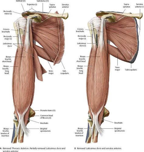 image480.jpg (813×859) | Human body anatomy, Body anatomy, Anatomy