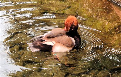 Left Field Wander: Flamingo Hotel Wildlife Habitat