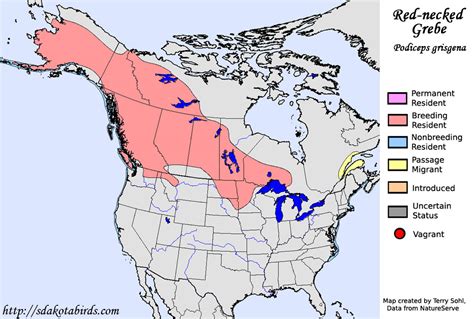 Red-necked Grebe - Species Range Map