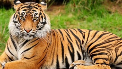 The Royal Bengal Tiger has 21 Unique Facts Which You Must Know