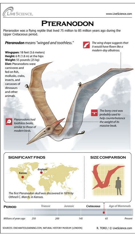 Pterodactyl, Pteranodon & Other Flying 'Dinosaurs' | Dinosaur facts, Dinosaur, Prehistoric animals