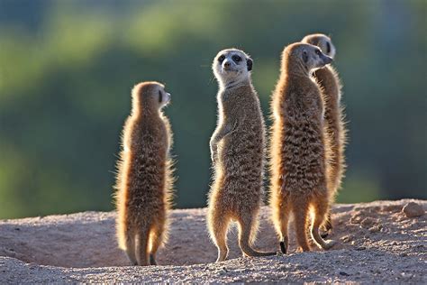 Meerkat Facts - The Knowledge Library