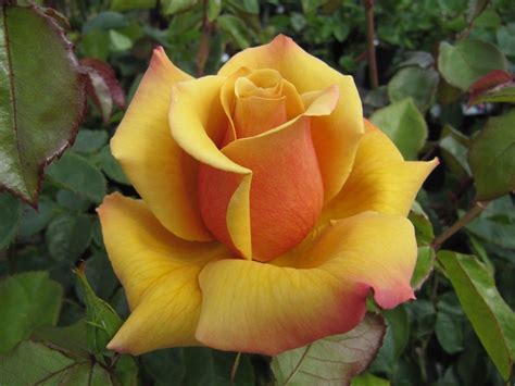 Belle Epoque (Fryyaboo) in 2021 | Hybrid tea roses, Hybrid tea roses garden, Tea roses