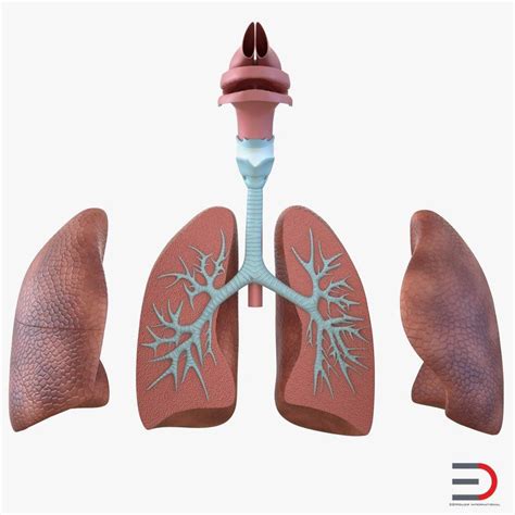 3D Human Respiratory System Anatomical Model model in 2021 | Human respiratory system, 3d human ...