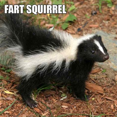 Pin by SaberDucky on Critters | Funny animal names, Funny animals, Baby ...