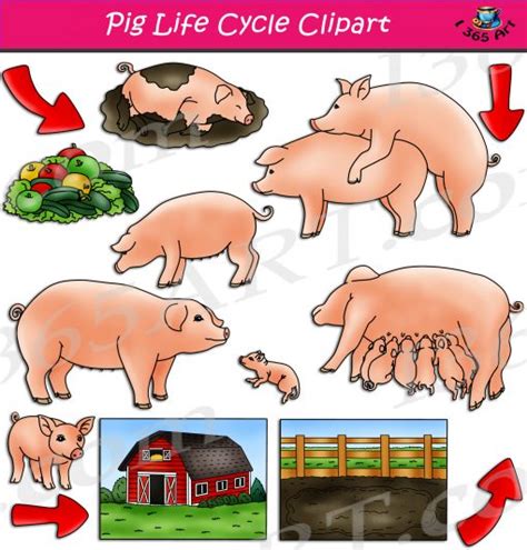 Pig Life Cycle Clipart Set Download - Clipart 4 School