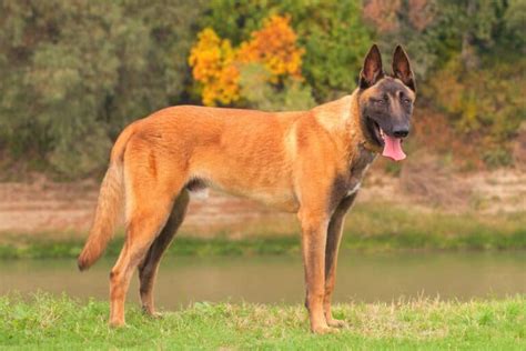 All Belgian Malinois Colors and Patterns Explained (With Pictures!)