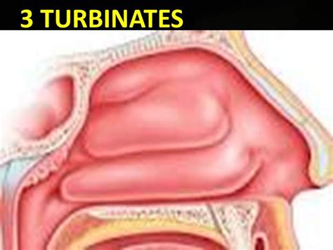 Nasal Turbinate Grading