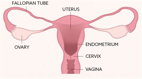 FEMALE REPRODUCTIVE HEALTH