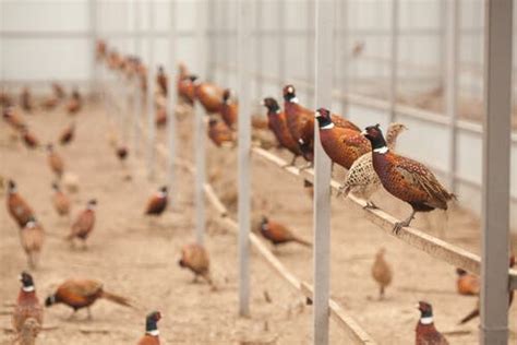 Learn About the Pheasant's Domestic Breeding - My Animals