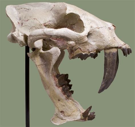 Hoplophoneus primaevus Skull – Black Hills Institute