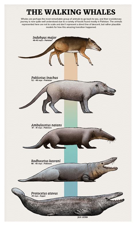 Tumblr Artist, PaleoArt, Creates Beautiful Animal Evolution Series (22 Species) | Prehistoric ...