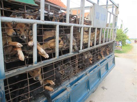 Asia Canine Protection Alliance - The Dog Meat Trade: A Severe and ...