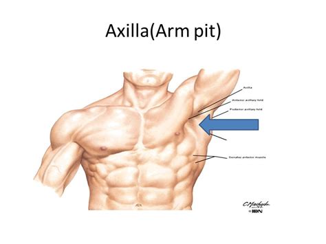 Axilla(Arm+pit).jpg (960×720) | Human body, Human anatomy, Human