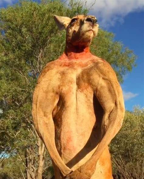 Legendary Kangaroo Who Just Passed Away Is Getting So Much Internet ...