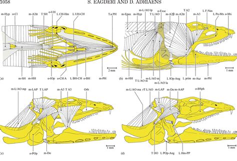 Cephalic morphology of Pythonichthys macrurus (Heterenchelyidae: Anguilliformes ...