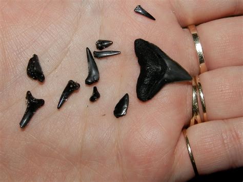 Discover Ancient Shark Teeth Fossils at Myrtle Beach