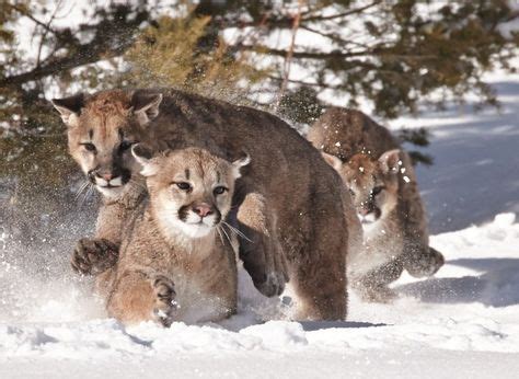 12 Montana Wildlife ideas | montana, wildlife, mountain lion