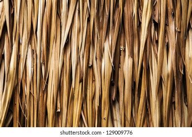 Dried Leaves Nipa Palm Stock Photo 129009776 | Shutterstock