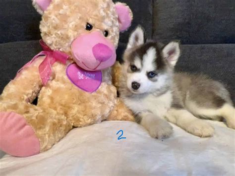 Pomsky Puppies Born 11-30-2023 | PetClassifieds.com