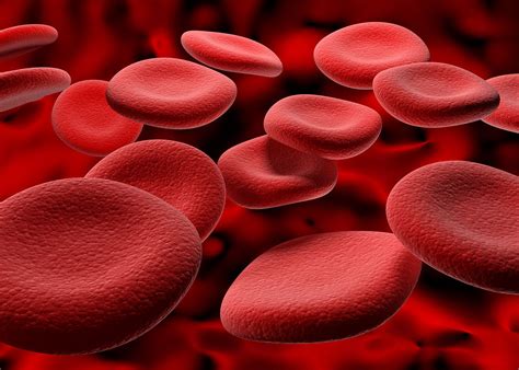 Blood - Components, Tests, Analysis | Britannica