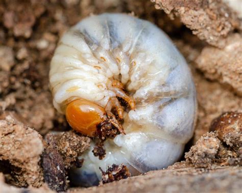 Woodworm: What Are the Warning Signs? | Cornwall Pest Control