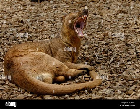 Fossa, fossas (Cryptoprocta ferox), endemic, predators, mammals, animals, fossa adult resting ...