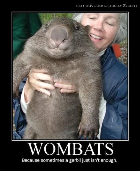 Wombat Memes