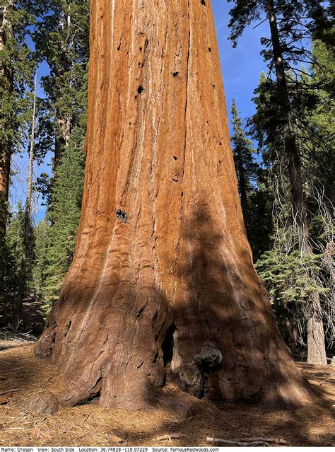 Oregon Tree - Famous Redwoods