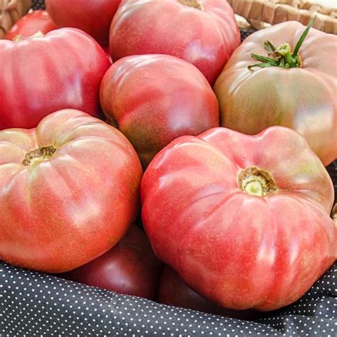 Plant Seeds & Bulbs Tomato 'Black Krim'~non-GMO~seeds Other Plant Seeds & Bulbs