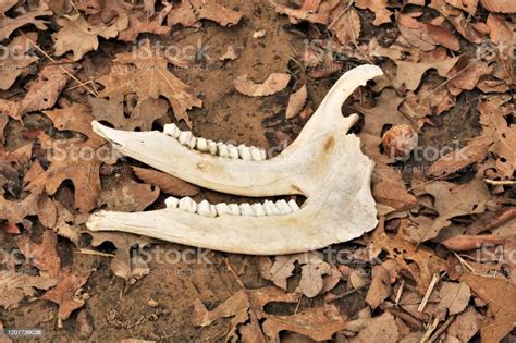 Deer Jaw Bones And Teeth In Leaves Stock Photo - Download Image Now ...