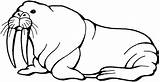 Printable Walrus Coloring Pages – ColoringMecom sketch template