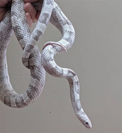 Top 40 Corn Snake Morphs (Color Chart, Pics, And Prices), 47% OFF