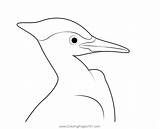Pileated Woodpecker Head Coloring Page For Kids  Free Woodpeckers sketch template
