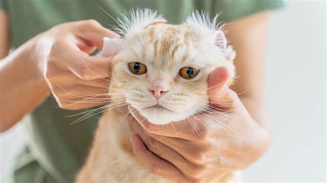 Cleaning Cat Ears: Pet Pro's How-To Guide | First For Women