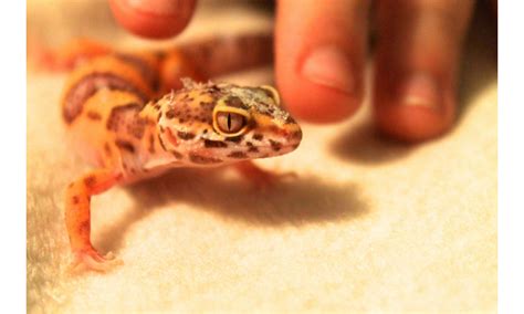 Leopard Gecko Introduction To Breeding - A Step-by-step Guide - Reptile Masters